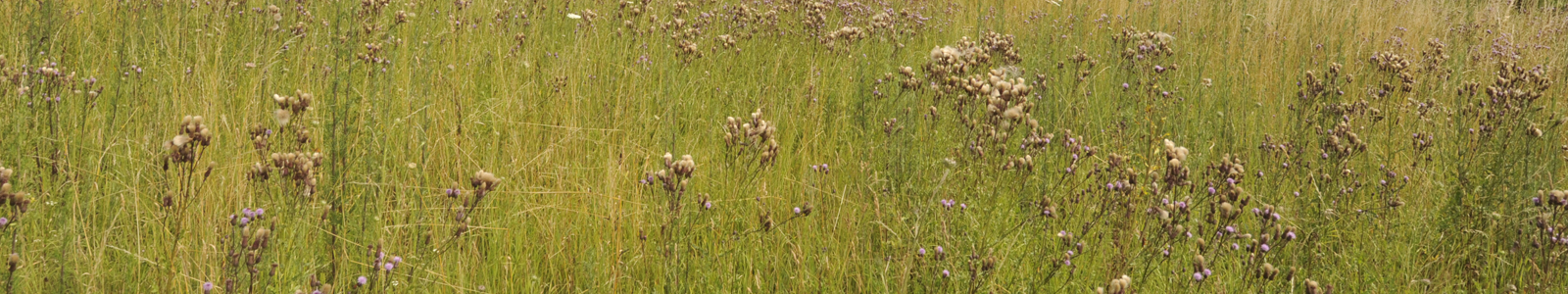 Wiese mit verschiedenen Gräsern ©Feuerbach